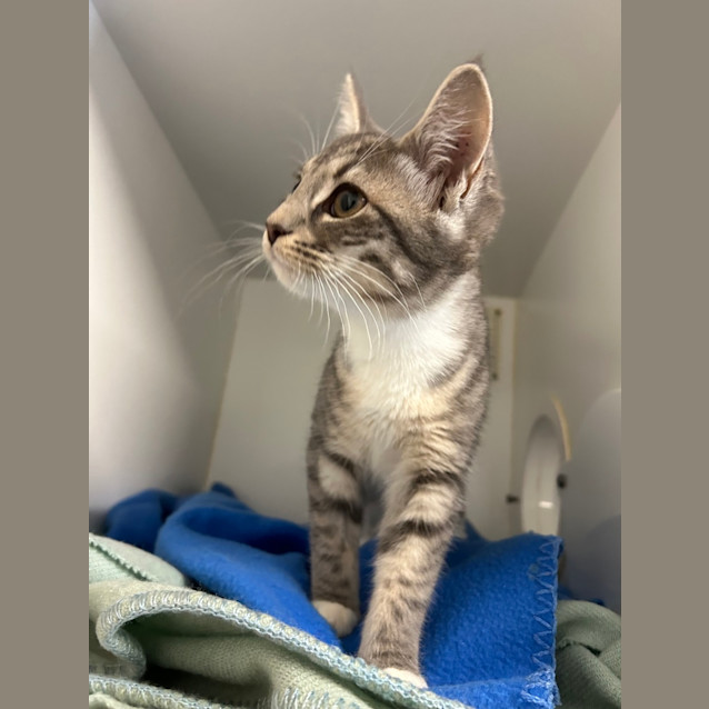 Photo of Penny