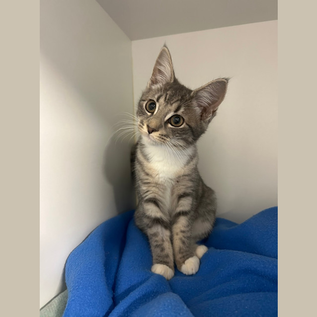 Photo of Penny