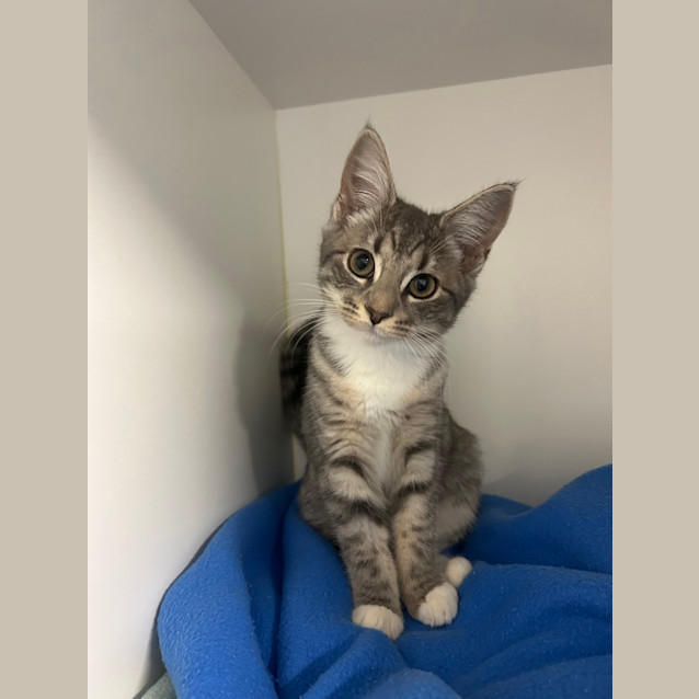 Photo of Penny