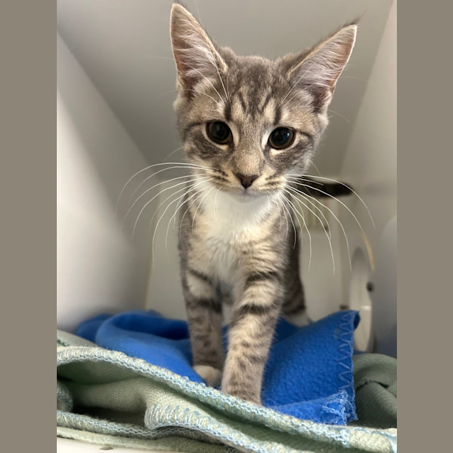 Photo of Penny