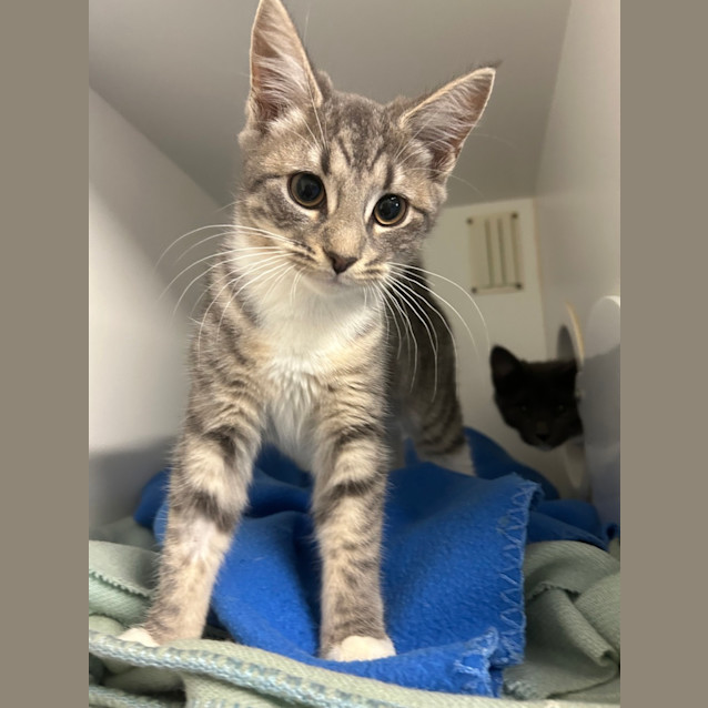 Photo of Penny
