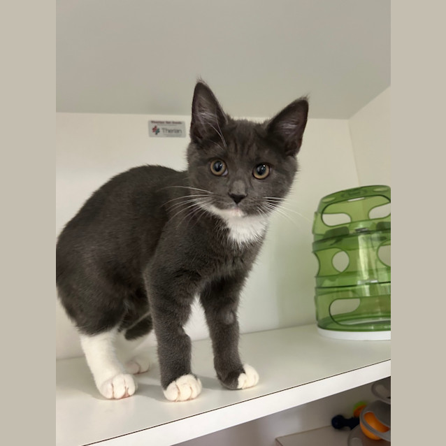 Photo of Tuppence