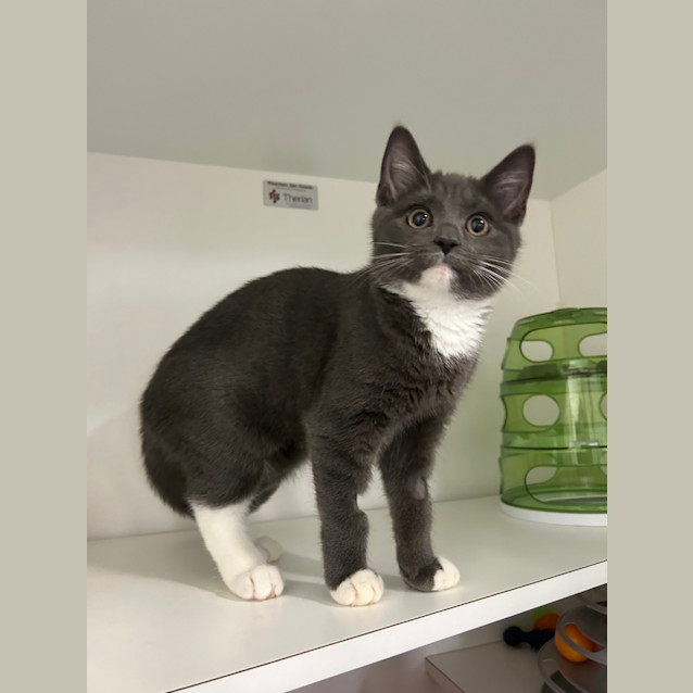 Photo of Tuppence