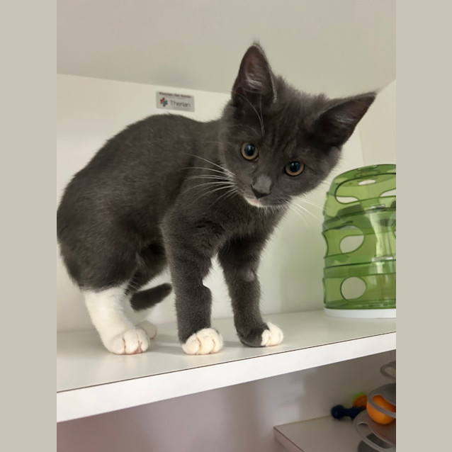 Photo of Tuppence