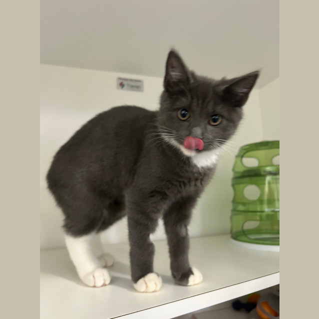 Photo of Tuppence