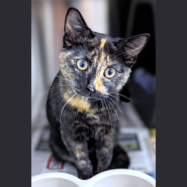 Photo of Glitch