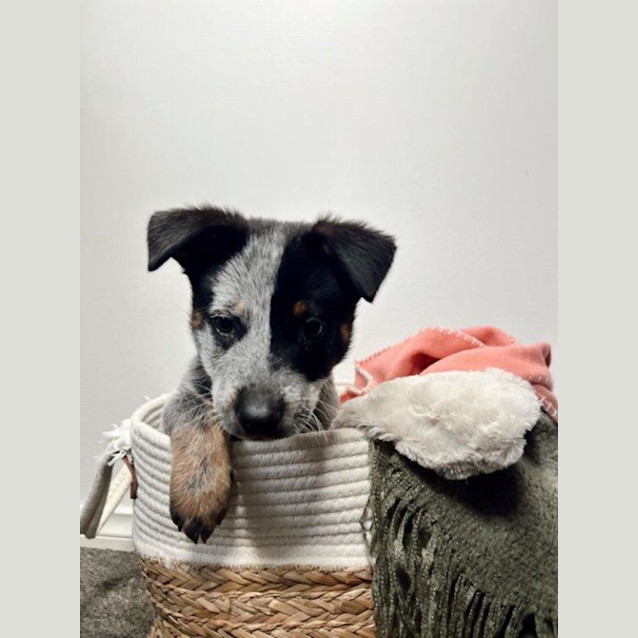 Photo of Billie Blue   9 Week Old Cattle Dog (Trial)