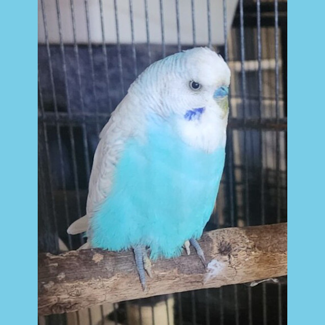 Photo of Bluey