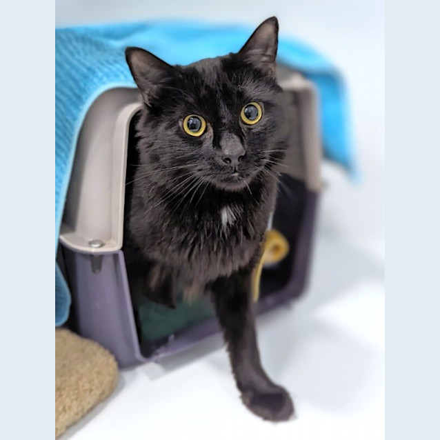 Photo of Salem