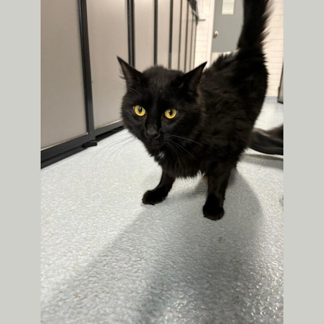 Photo of Salem