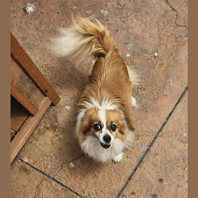 Photo of Picolo Haliwell