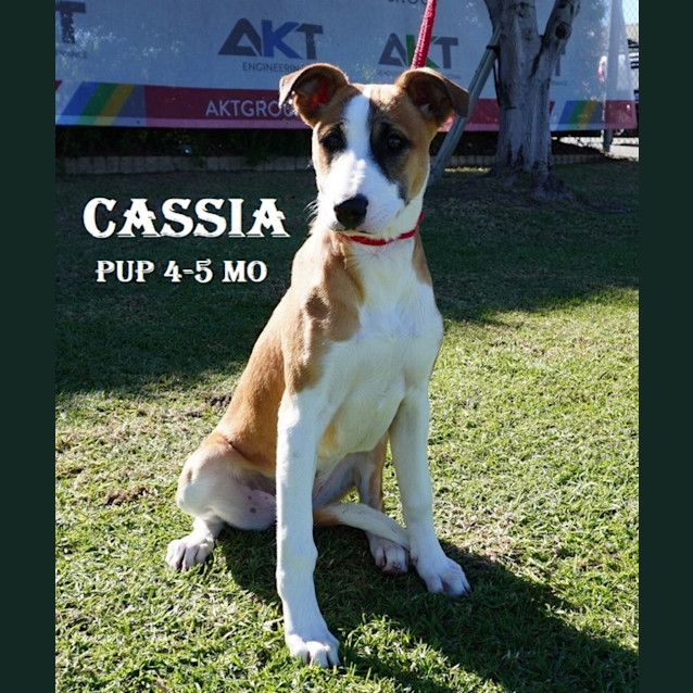 Photo of Adoption Drive