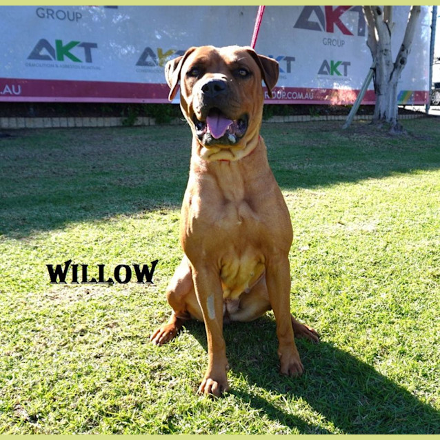 Photo of Adoption Drive