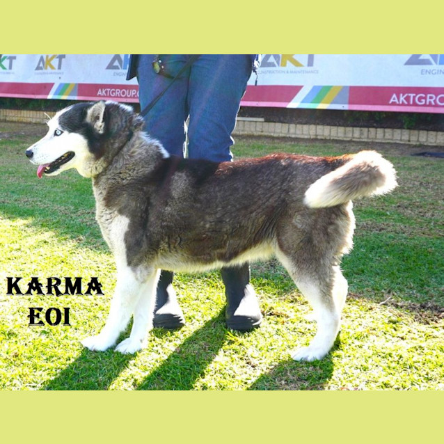 Photo of Adoption Drive