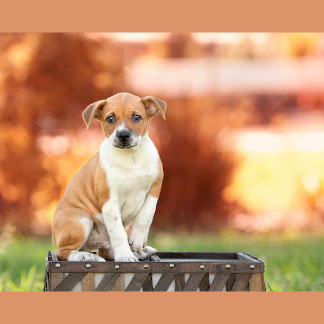 Photo of Rexxar (Lp)