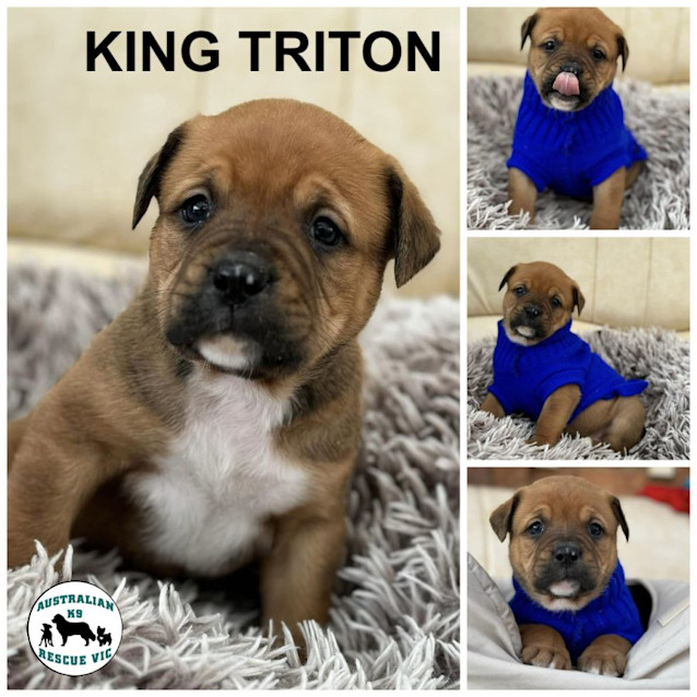 Photo of King Triton 