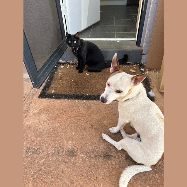 Photo of Cappa (Chappy)