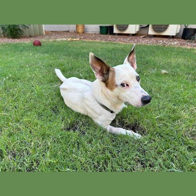 Photo of Cappa (Chappy)