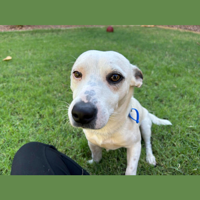 Photo of Cappa (Chappy)