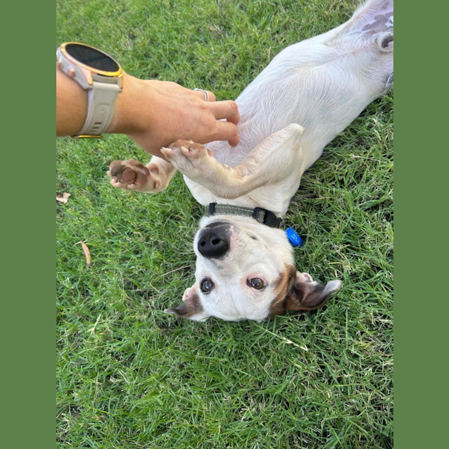 Photo of Cappa (Chappy)