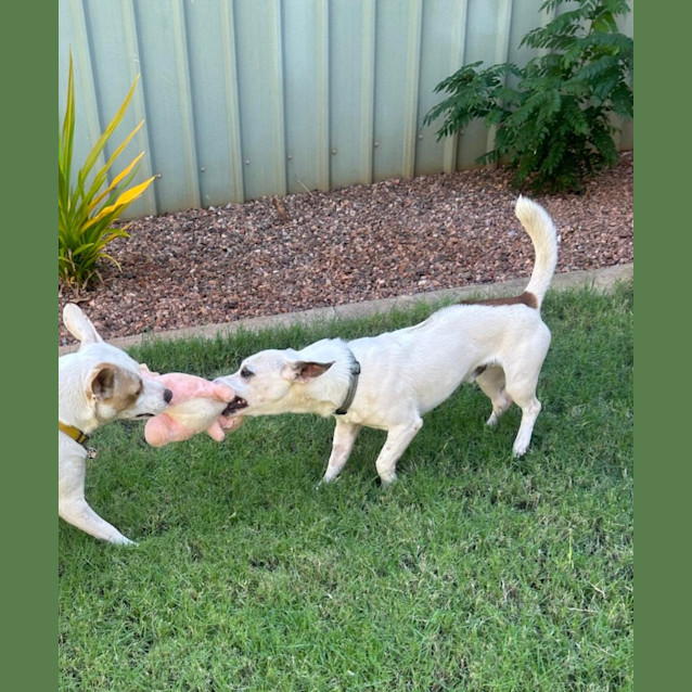 Photo of Cappa (Chappy)