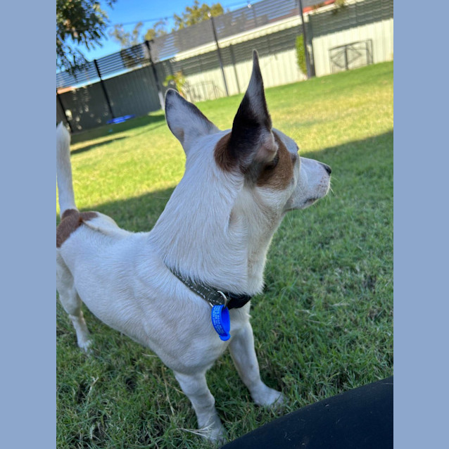 Photo of Cappa (Chappy)