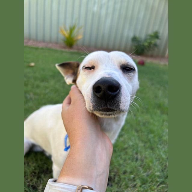 Photo of Cappa (Chappy)