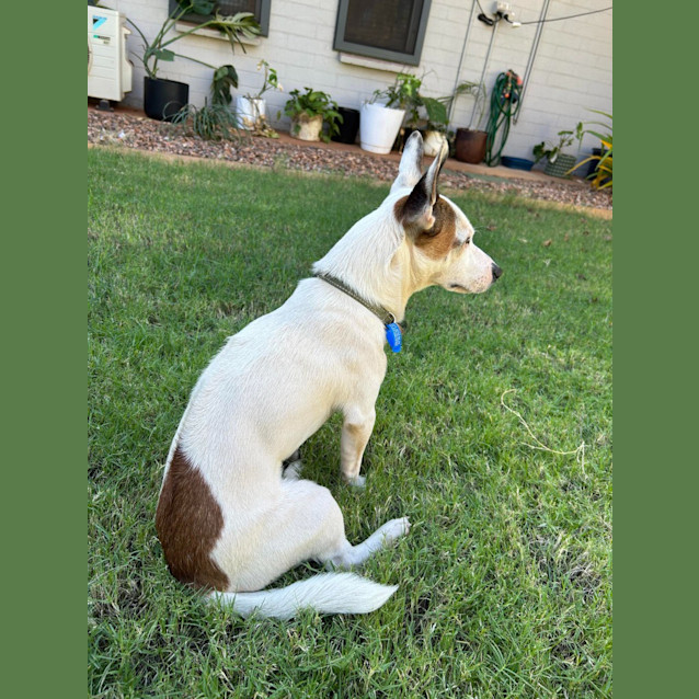 Photo of Cappa (Chappy)