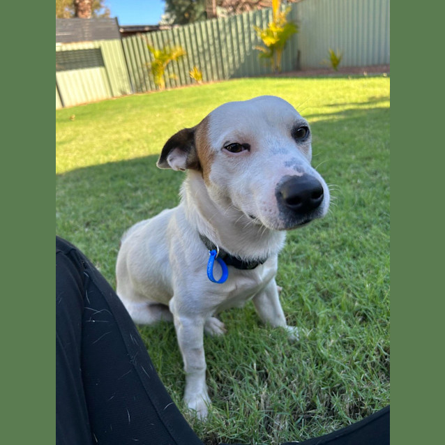 Photo of Cappa (Chappy)