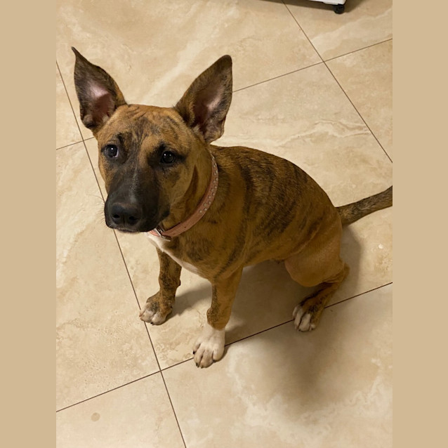 Photo of Rosie Glitter Sparkles