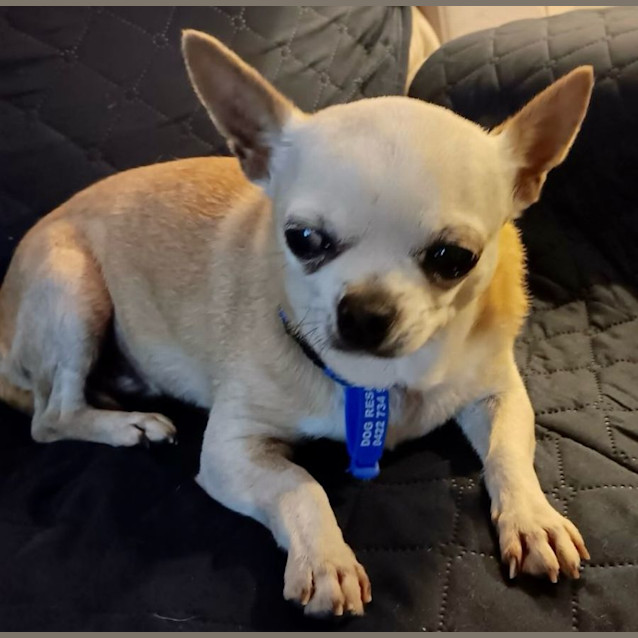 Photo of Possum   12 Year Old Chihuahua (Trial)