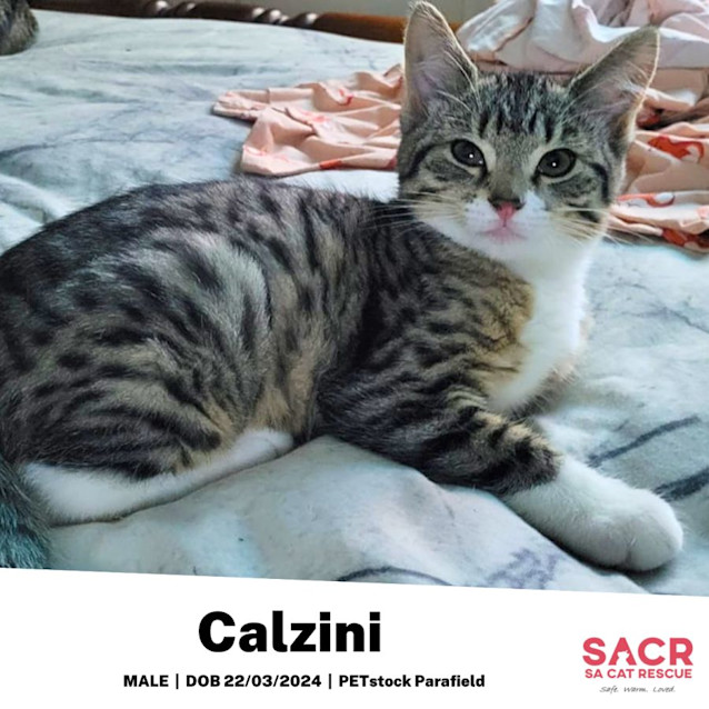 Photo of Calzini