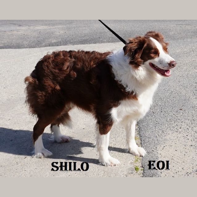 Photo of Shilo