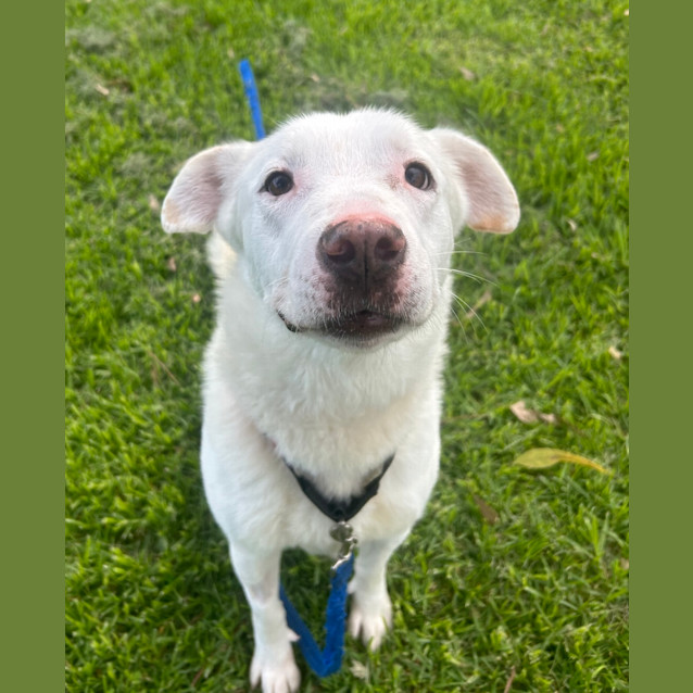 Photo of Lucky