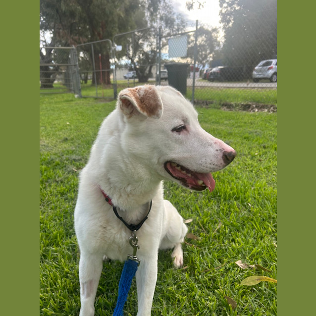 Photo of Lucky
