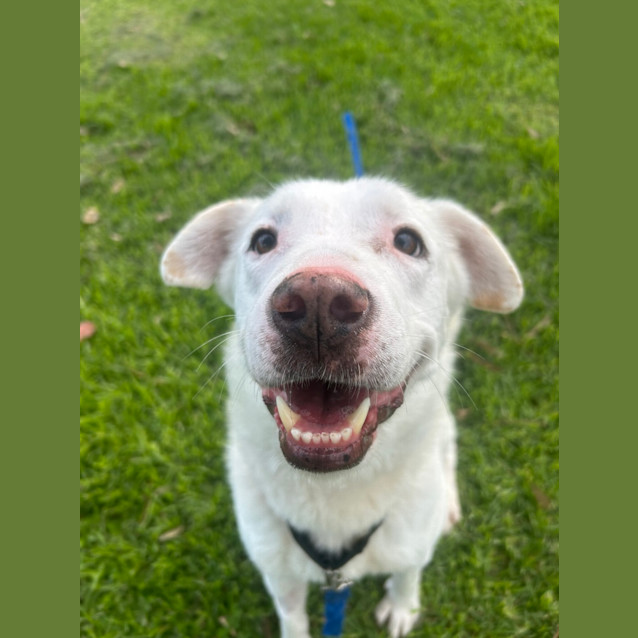 Photo of Lucky