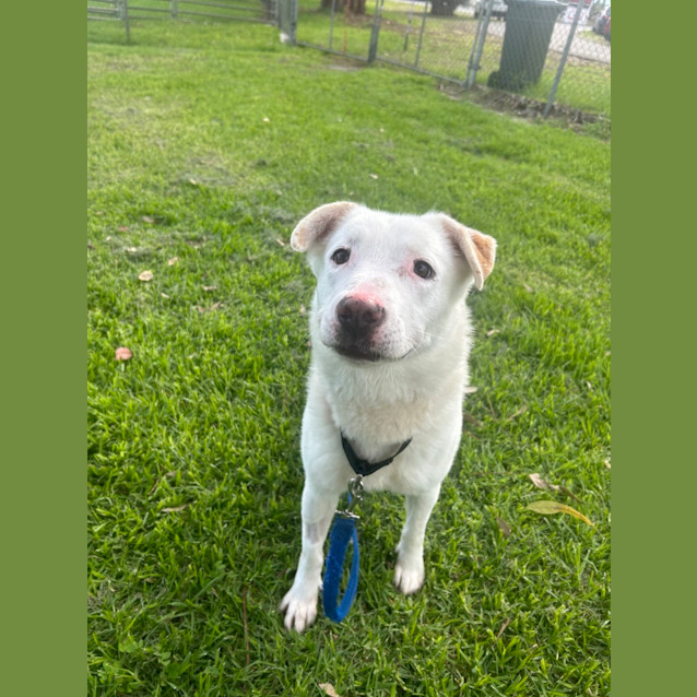 Photo of Lucky