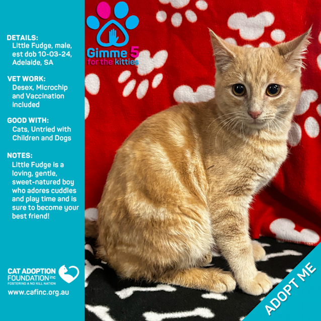 Photo of Little Fudge