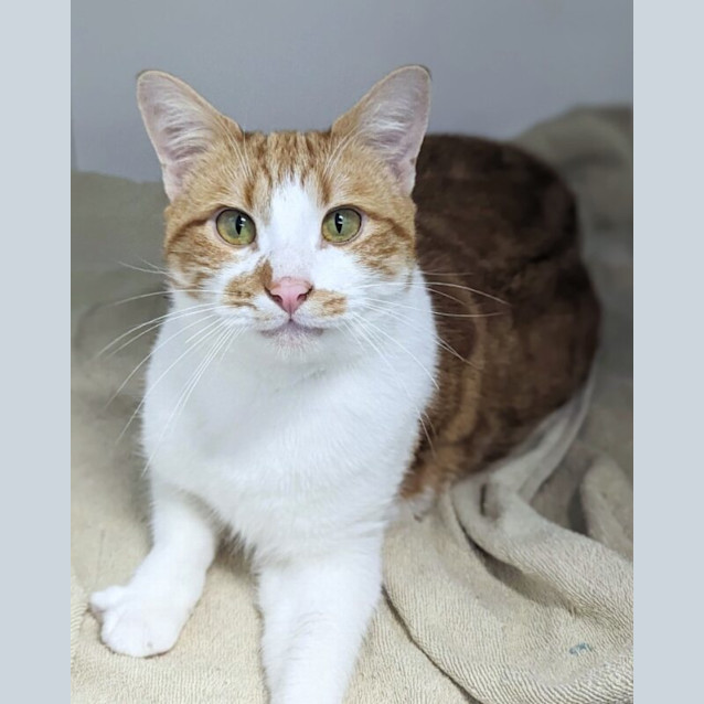 Photo of Blaze