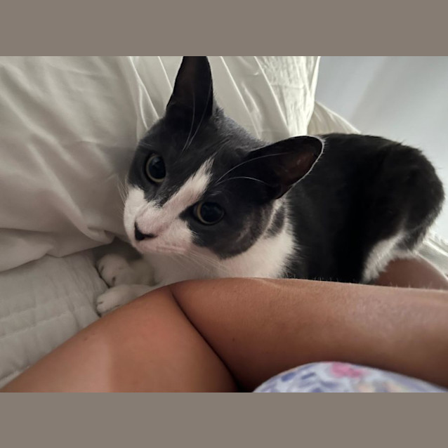 Photo of Feliques