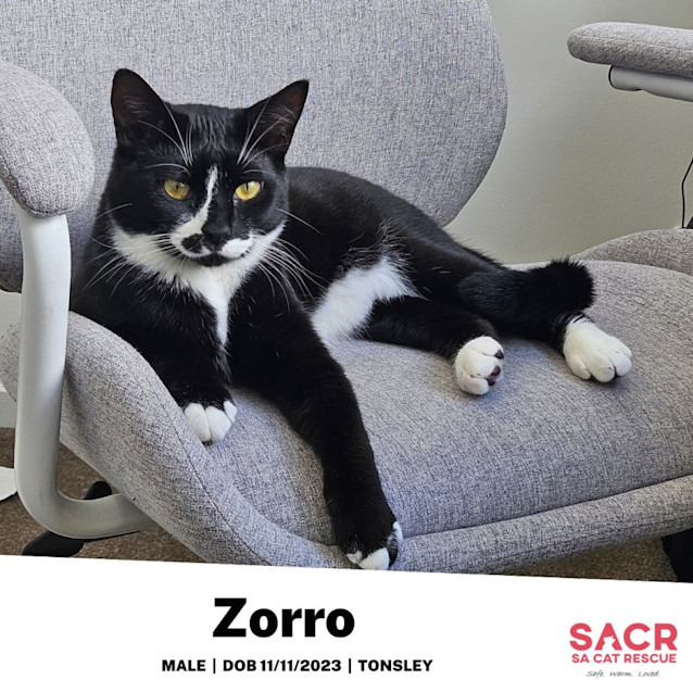 Photo of Zorro