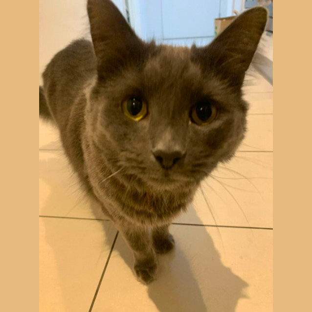 Photo of Ellie (Assisted Rehome) 