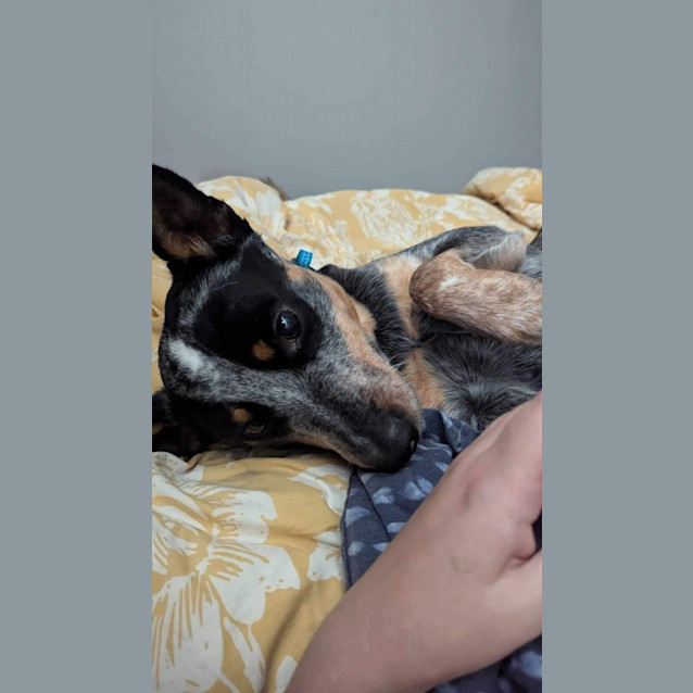 Photo of Sully