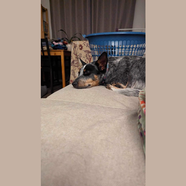 Photo of Sully