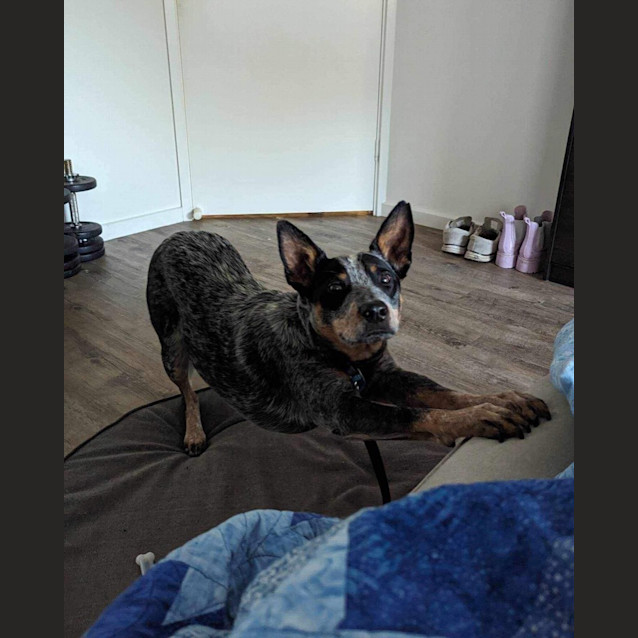 Photo of Sully