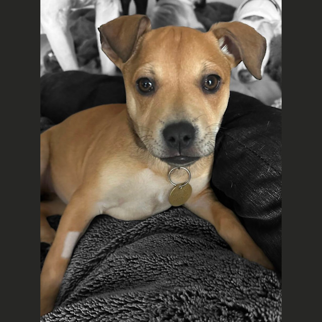 Photo of Rosiepuff