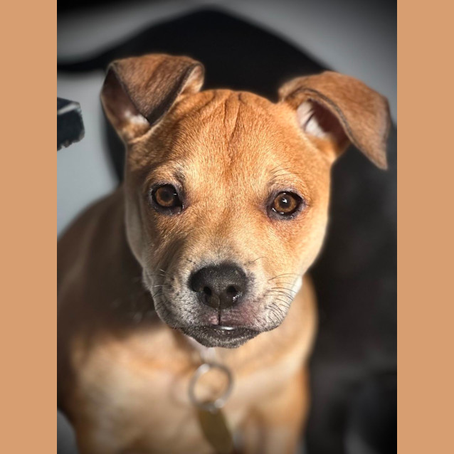 Photo of Rosiepuff
