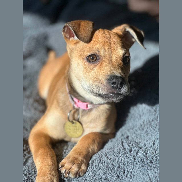 Photo of Rosiepuff