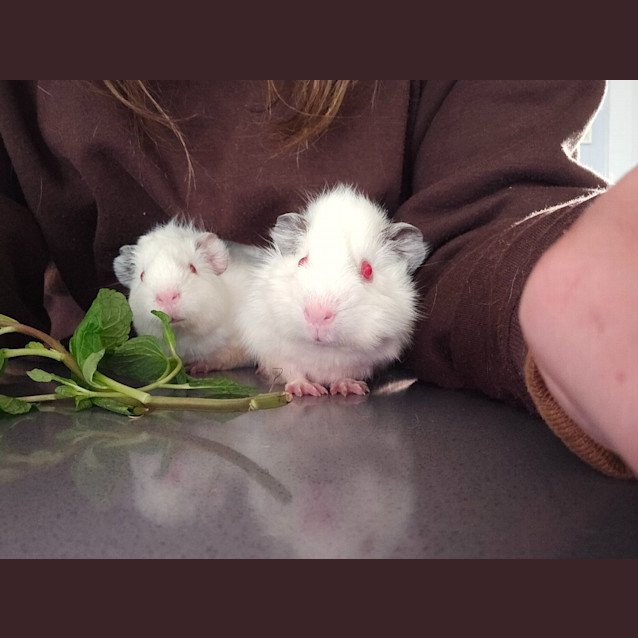 Photo of Chalk / Cheese