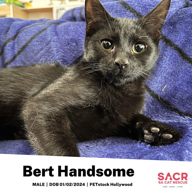 Photo of Bert Handsome